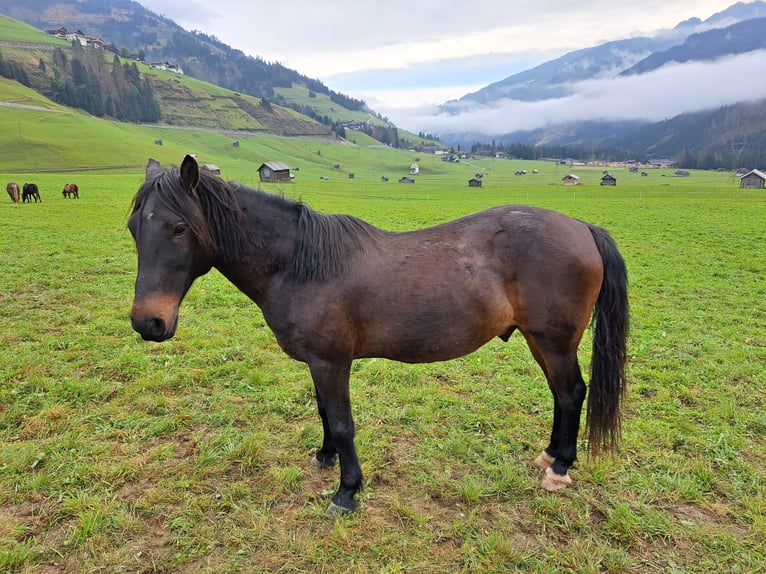 Austrian Warmblood Gelding 16 years 14.1 hh  in Obertilliach