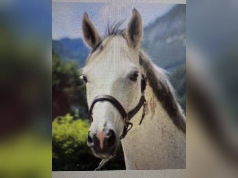 Austrian Warmblood Gelding 16 years 16.2 hh Grey in Ebensee
