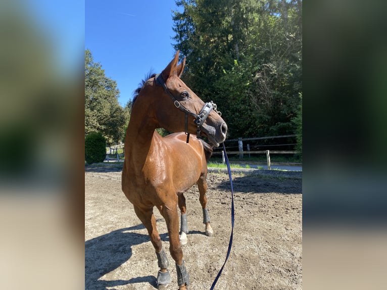 Austrian Warmblood Gelding 16 years 17,2 hh Chestnut in Klagenfurt