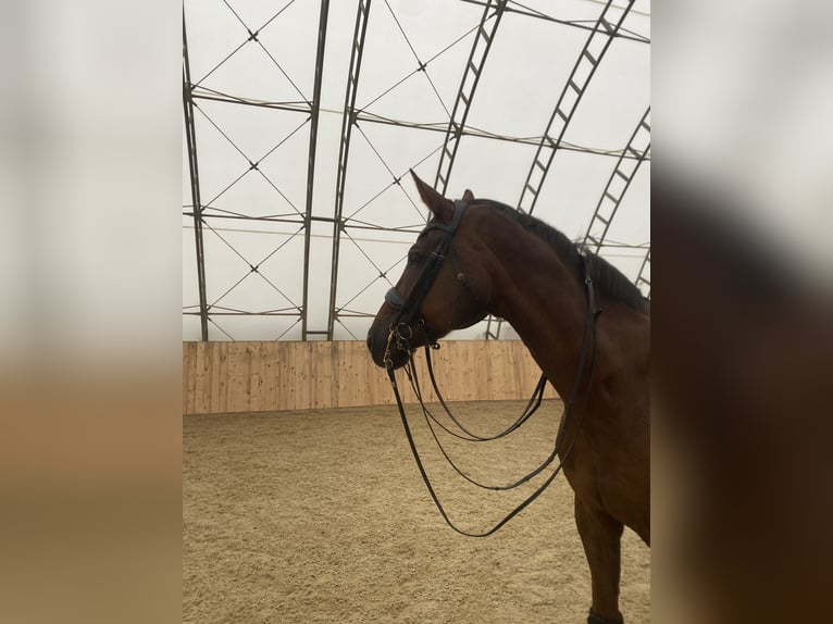 Austrian Warmblood Gelding 16 years 17,2 hh Chestnut in Klagenfurt