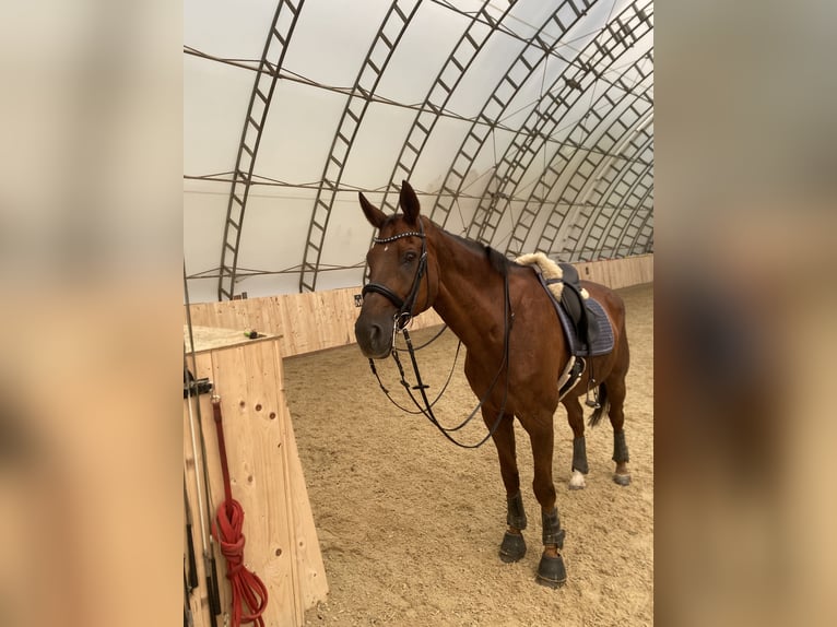 Austrian Warmblood Gelding 16 years 17,2 hh Chestnut in Klagenfurt