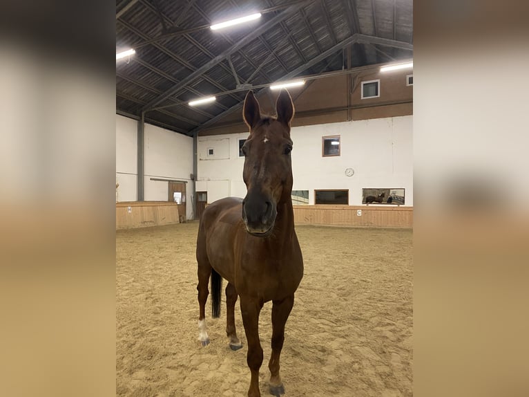 Austrian Warmblood Gelding 16 years 17,2 hh Chestnut in Klagenfurt