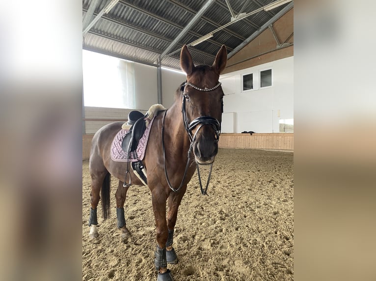 Austrian Warmblood Gelding 16 years 17,2 hh Chestnut in Klagenfurt