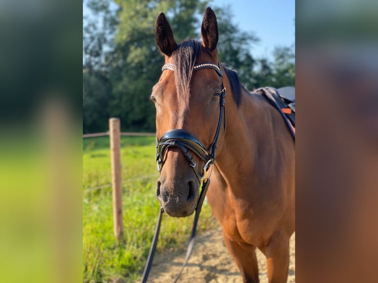 Austrian Warmblood Gelding 17 years 16,1 hh Brown in Eferding