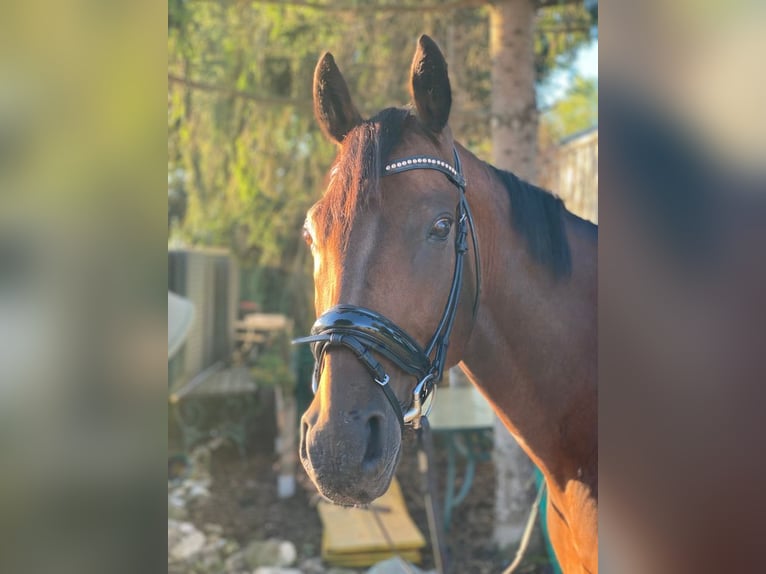 Austrian Warmblood Gelding 17 years 16,1 hh Brown in Eferding