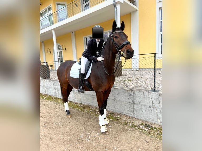 Austrian Warmblood Gelding 17 years 16,1 hh Brown in Eferding