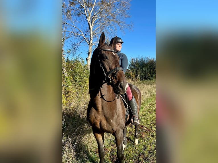 Austrian Warmblood Gelding 17 years 16,1 hh Brown in Pelmberg