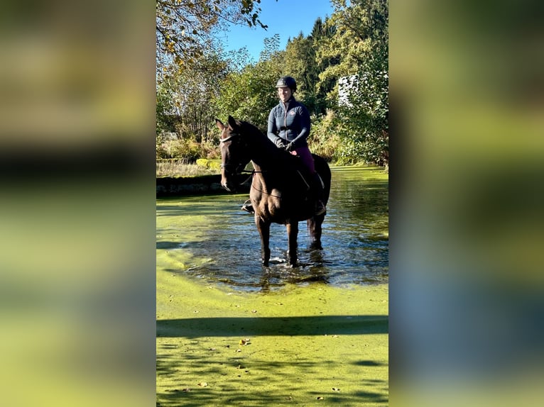 Austrian Warmblood Gelding 17 years 16,1 hh Brown in Pelmberg