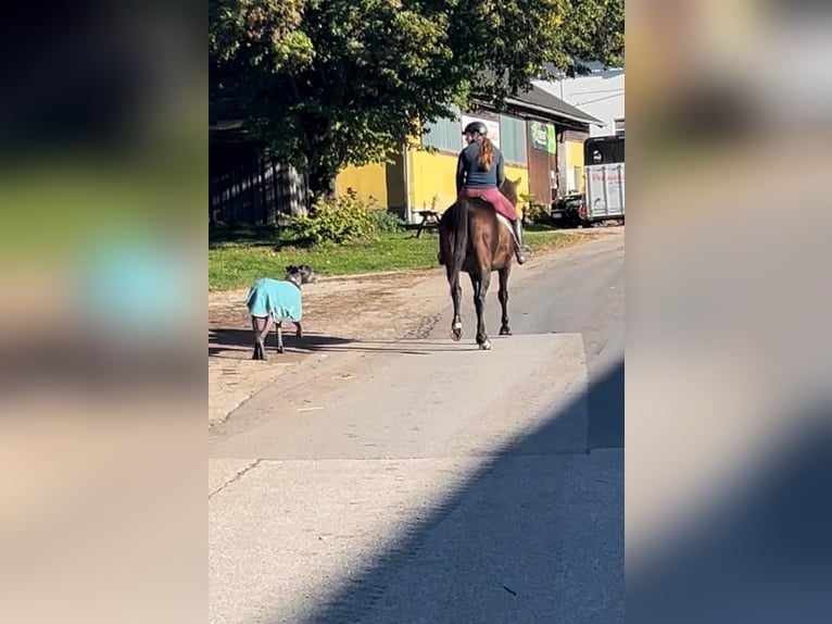 Austrian Warmblood Gelding 17 years 16,1 hh Brown in Pelmberg