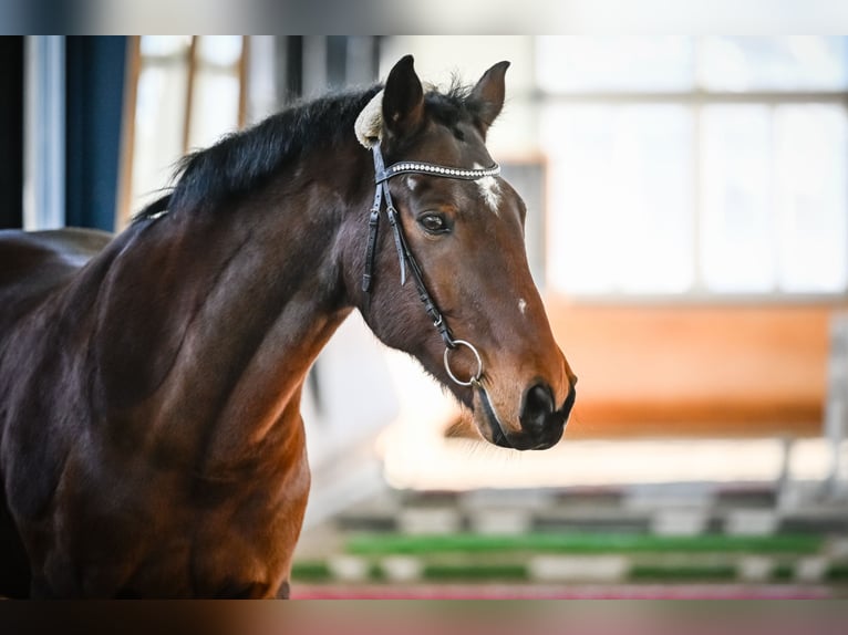 Austrian Warmblood Gelding 17 years 16,3 hh Brown in Summaprada