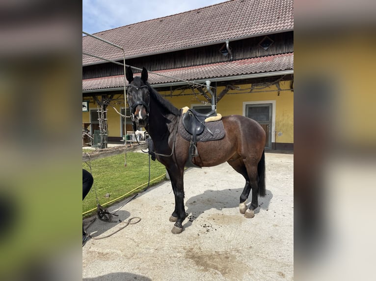 Austrian Warmblood Gelding 18 years 17 hh Bay-Dark in Neuhofen an der Ybbs