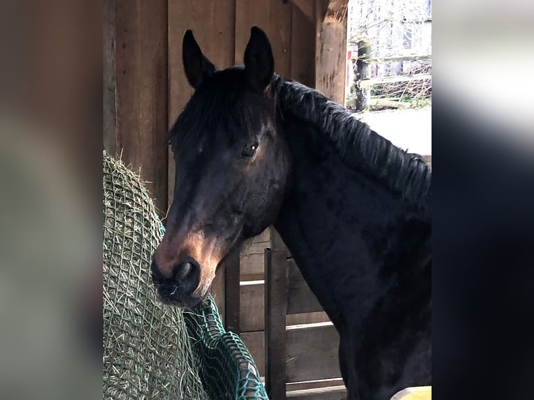 Austrian Warmblood Gelding 19 years 16 hh Bay-Dark in Leoben