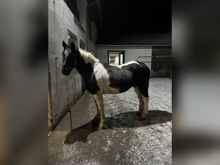 Austrian Warmblood Mix Gelding 20 years 15,1 hh Pinto in Weinzierl