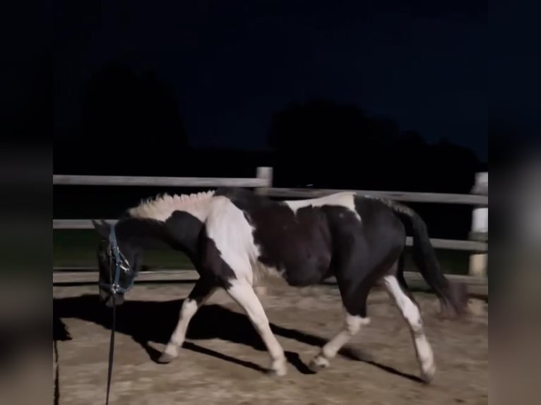 Austrian Warmblood Mix Gelding 20 years 15,1 hh Pinto in Weinzierl