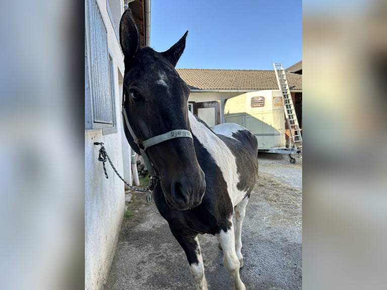 Austrian Warmblood Mix Gelding 20 years 15,1 hh Pinto in Weinzierl