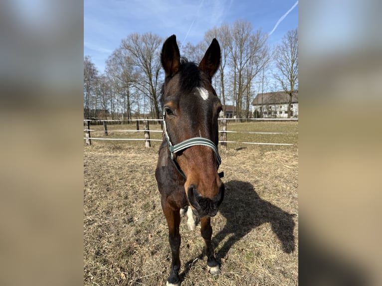 Austrian Warmblood Gelding 20 years 16 hh Brown in Peuerbach Austrian Warmblood Gelding 20 years 16 hh Brown in Peuerbach