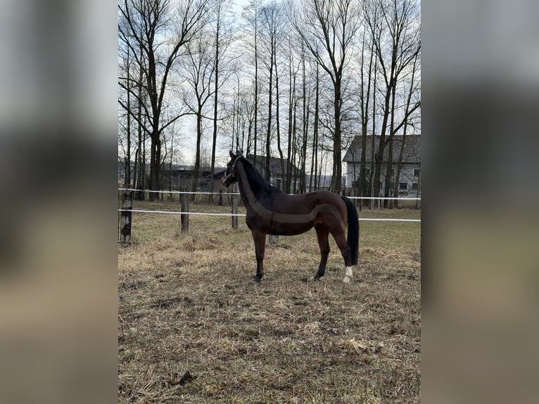 Austrian Warmblood Gelding 20 years 16 hh Brown in Peuerbach Austrian Warmblood Gelding 20 years 16 hh Brown in Peuerbach