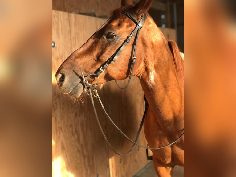 Austrian Warmblood Gelding 21 years 15,2 hh Chestnut-Red in Welzheim