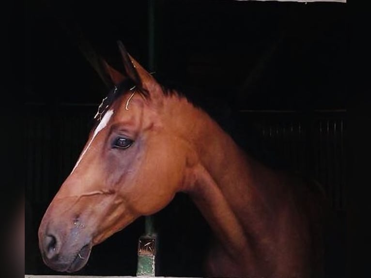 Austrian Warmblood Gelding 21 years 16,3 hh in Buchbach