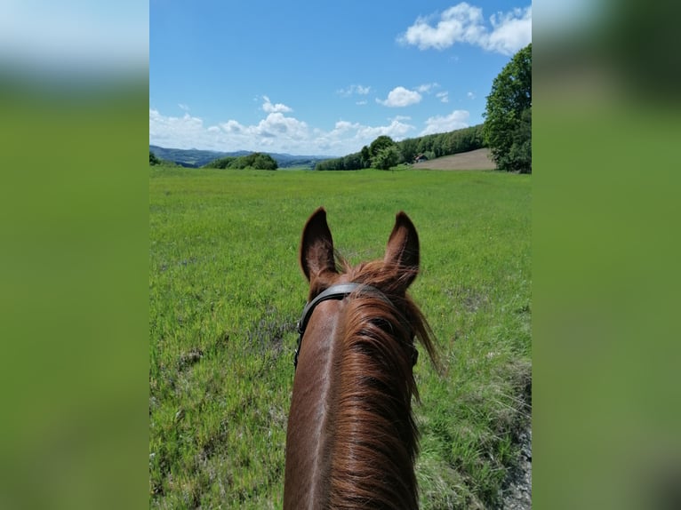 Austrian Warmblood Gelding 21 years Chestnut-Red in Mitterfeld