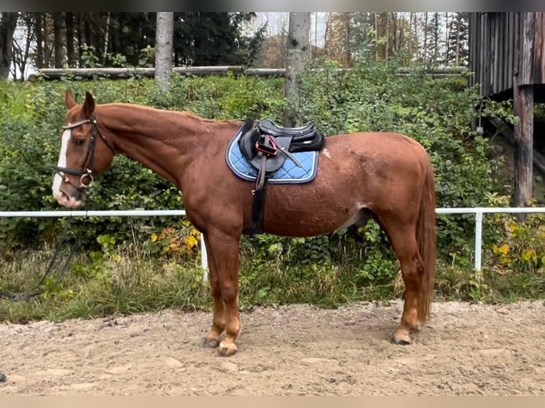 Austrian Warmblood Gelding 23 years 17 hh Chestnut-Red in Pelmberg