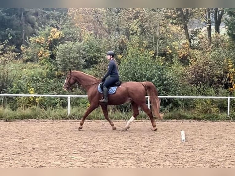 Austrian Warmblood Gelding 23 years 17 hh Chestnut-Red in Pelmberg