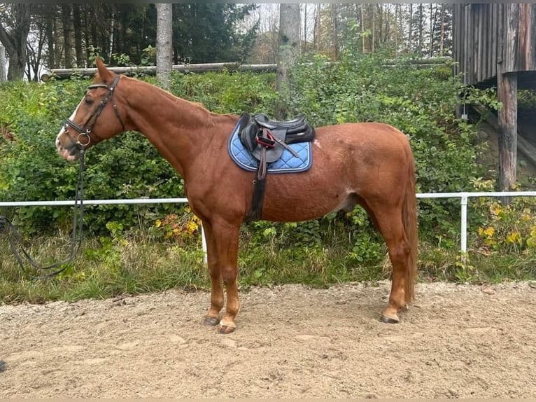 Austrian Warmblood Gelding 23 years 17 hh Chestnut-Red in Pelmberg