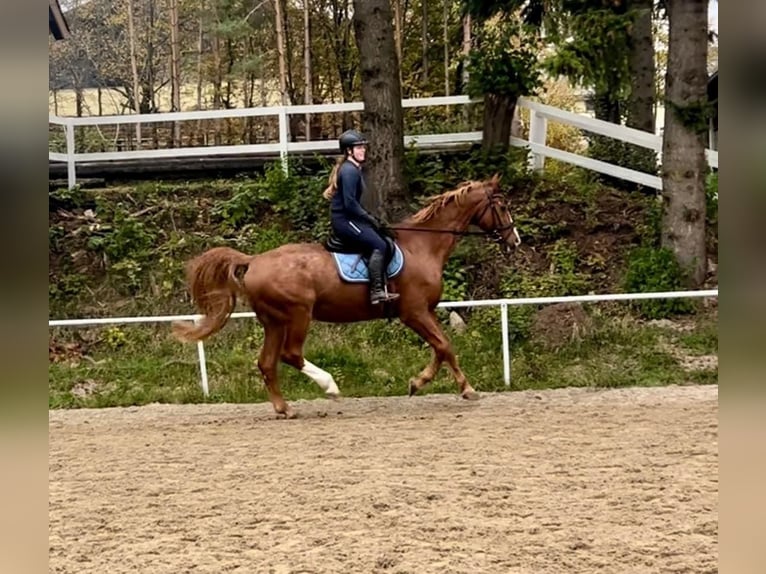 Austrian Warmblood Gelding 23 years 17 hh Chestnut-Red in Pelmberg