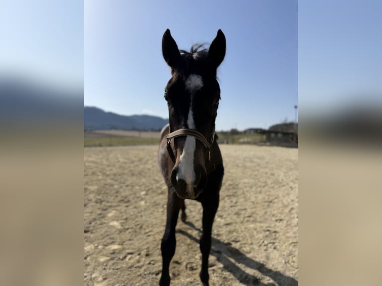 Austrian Warmblood Gelding 2 years 15.1 hh Bay-Dark in Klagenfurt