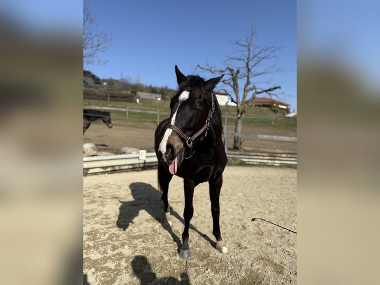 Austrian Warmblood Gelding 2 years 15,1 hh Bay-Dark in Klagenfurt