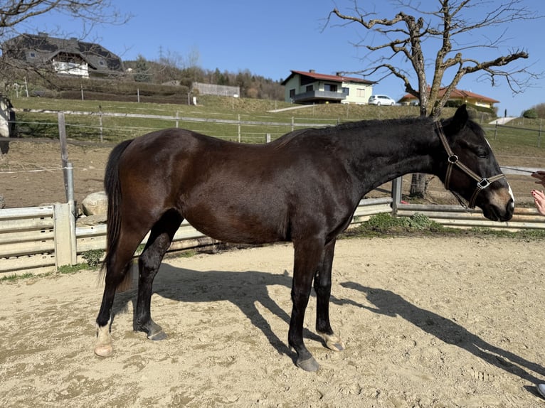 Austrian Warmblood Gelding 2 years 15,1 hh Bay-Dark in Klagenfurt