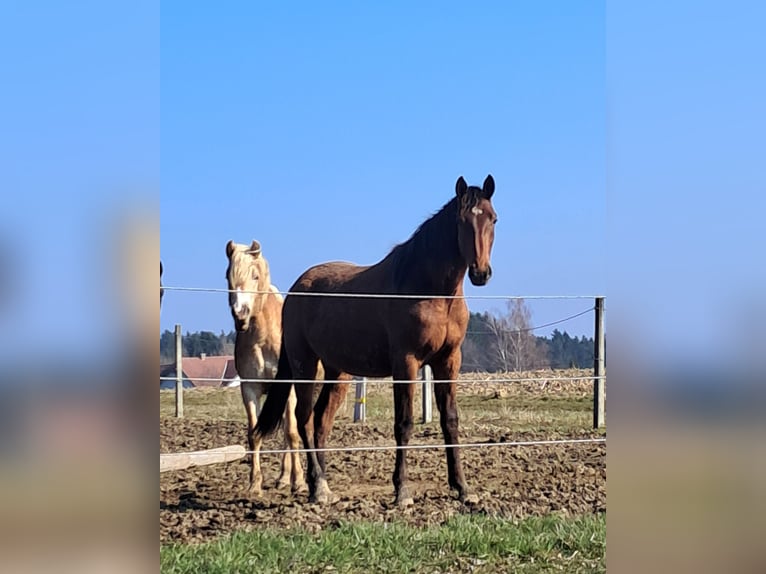 Austrian Warmblood Gelding 2 years 16.1 hh Brown in Weistrach