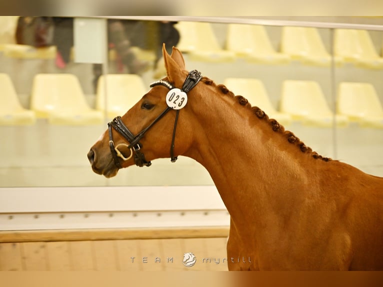 Austrian Warmblood Gelding 2 years 16.1 hh Chestnut-Red in Stadl-Paura