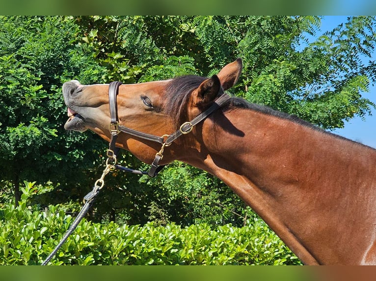 Austrian Warmblood Gelding 2 years 16,2 hh Brown in Minihof-Liebau