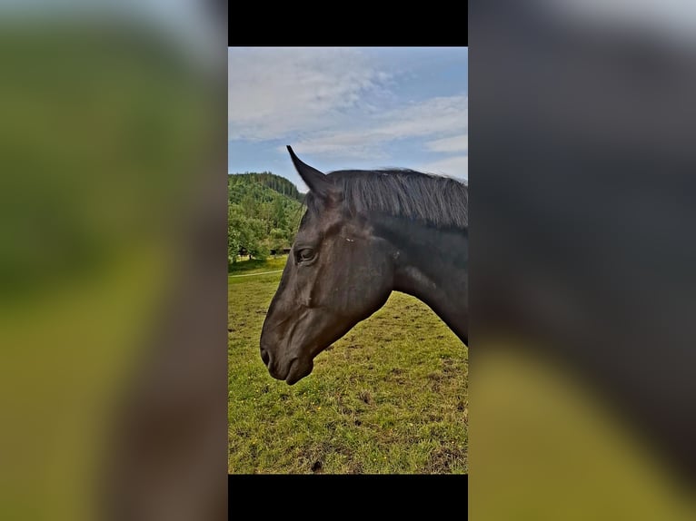 Austrian Warmblood Gelding 2 years 16,2 hh Black in Planitz