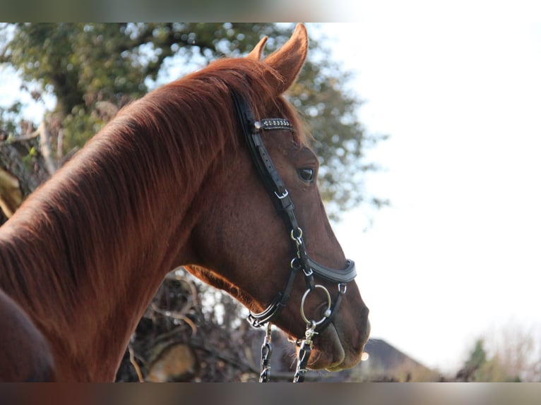 Austrian Warmblood Gelding 2 years 16,2 hh Chestnut-Red in Amstetten Austrian Warmblood Gelding 2 years 16,2 hh Chestnut-Red in Amstetten