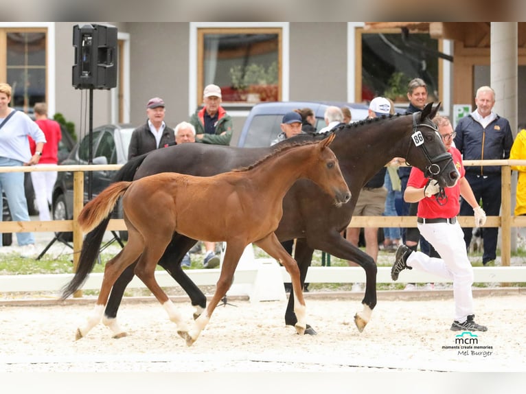 Austrian Warmblood Gelding 2 years Chestnut-Red in Kothgumprechting