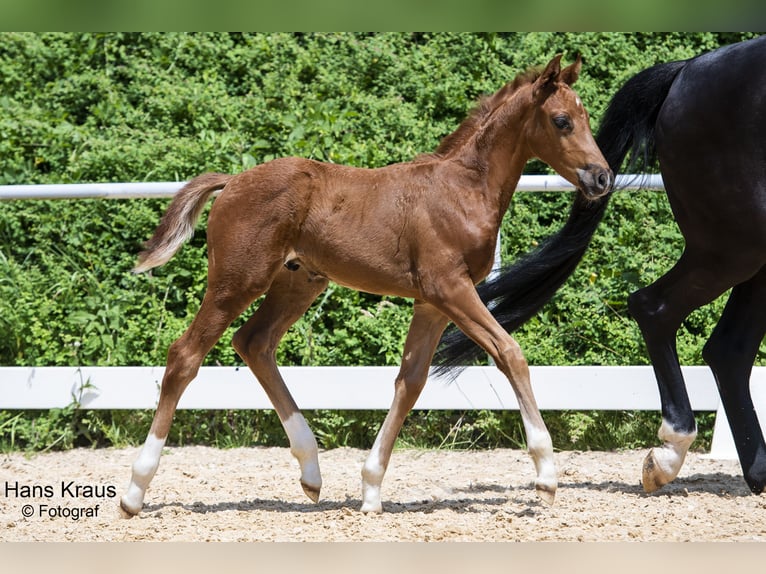 Austrian Warmblood Gelding 2 years Chestnut-Red in Kothgumprechting
