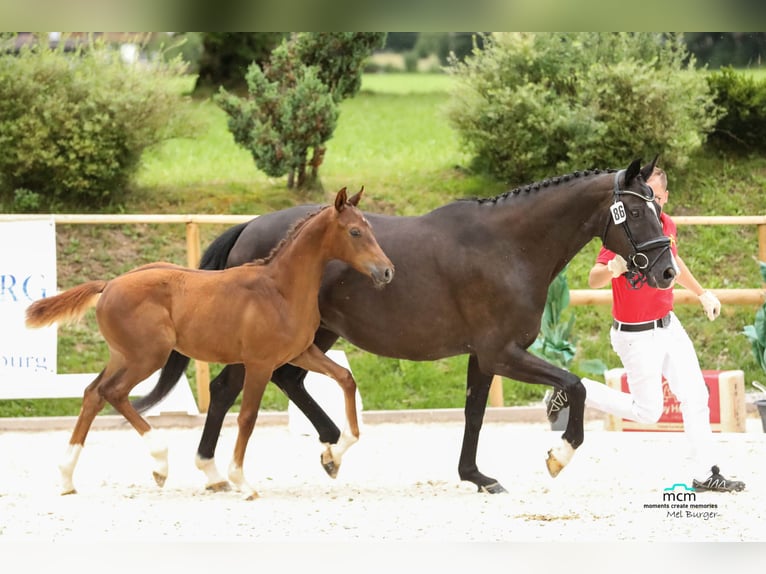 Austrian Warmblood Gelding 2 years Chestnut-Red in Kothgumprechting