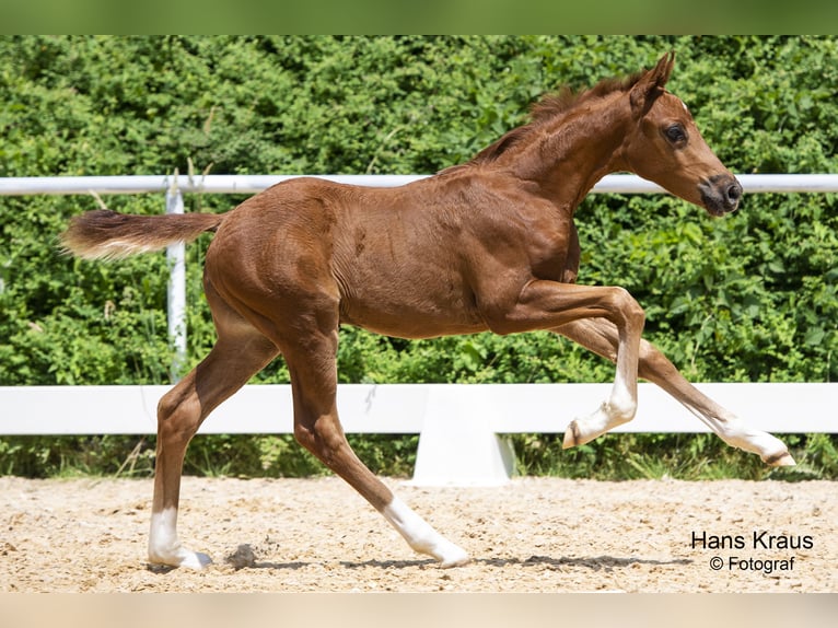 Austrian Warmblood Gelding 2 years Chestnut-Red in Kothgumprechting