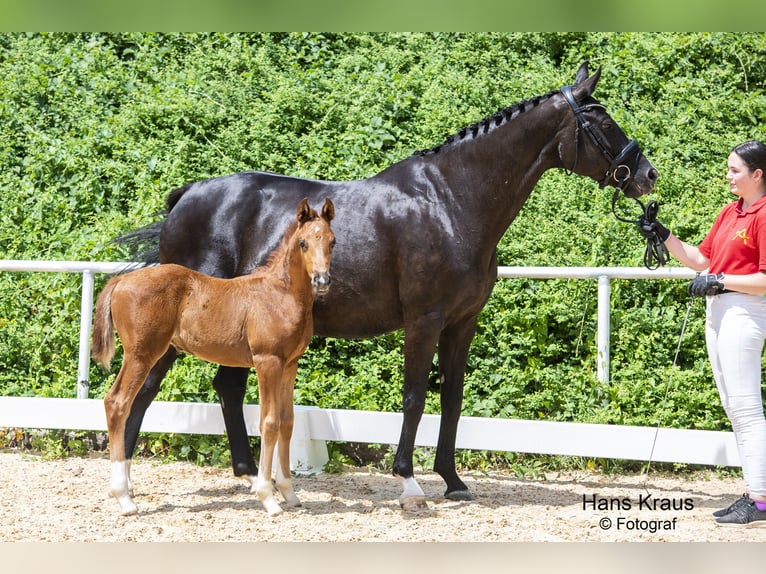 Austrian Warmblood Gelding 2 years Chestnut-Red in Kothgumprechting