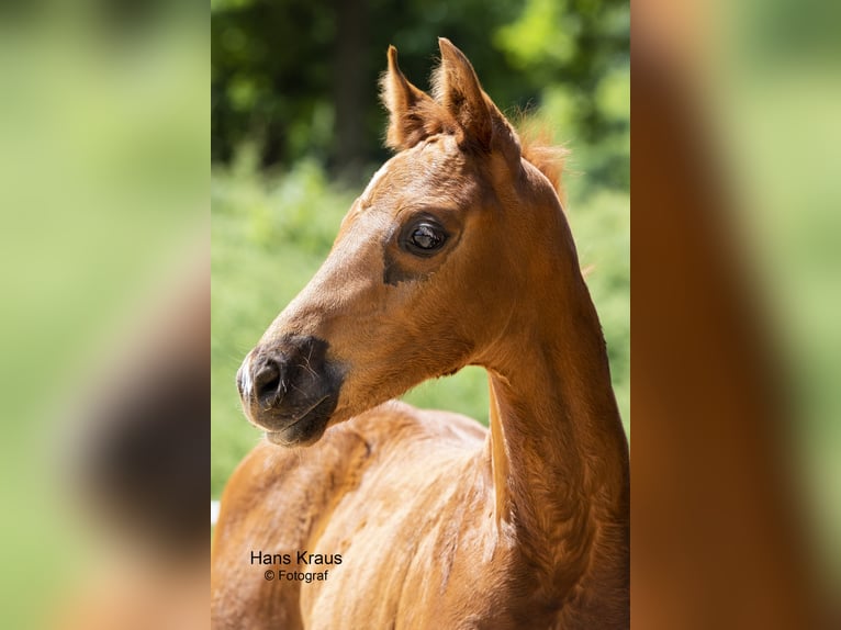 Austrian Warmblood Gelding 2 years Chestnut-Red in Kothgumprechting