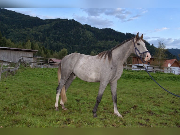 Austrian Warmblood Gelding 2 years Grey in Selzthal