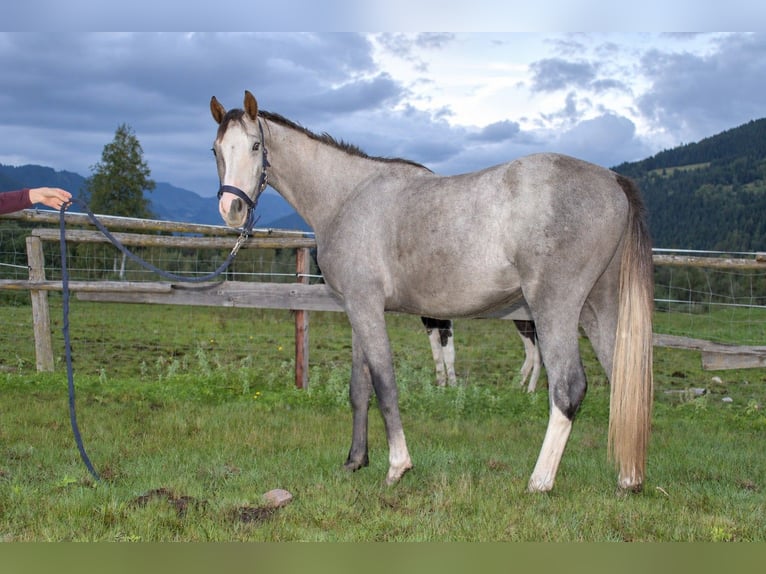 Austrian Warmblood Gelding 2 years Grey in Selzthal