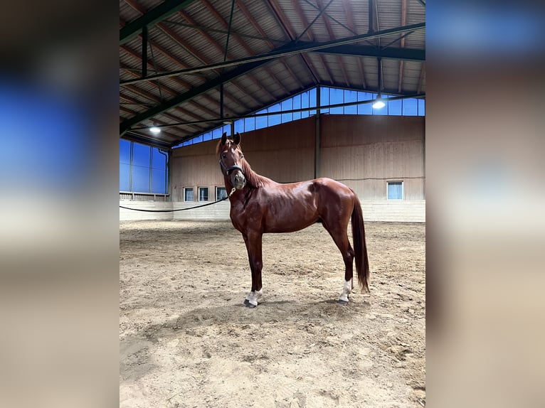 Austrian Warmblood Gelding 3 years 15,2 hh Chestnut-Red in Güssing