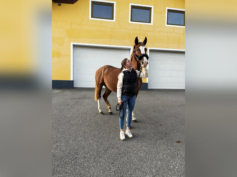Austrian Warmblood Gelding 3 years 15.2 hh Chestnut-Red in Spielberg