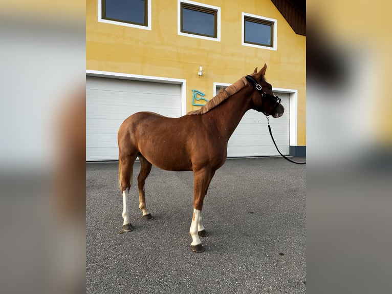 Austrian Warmblood Gelding 3 years 15.2 hh Chestnut-Red in Spielberg