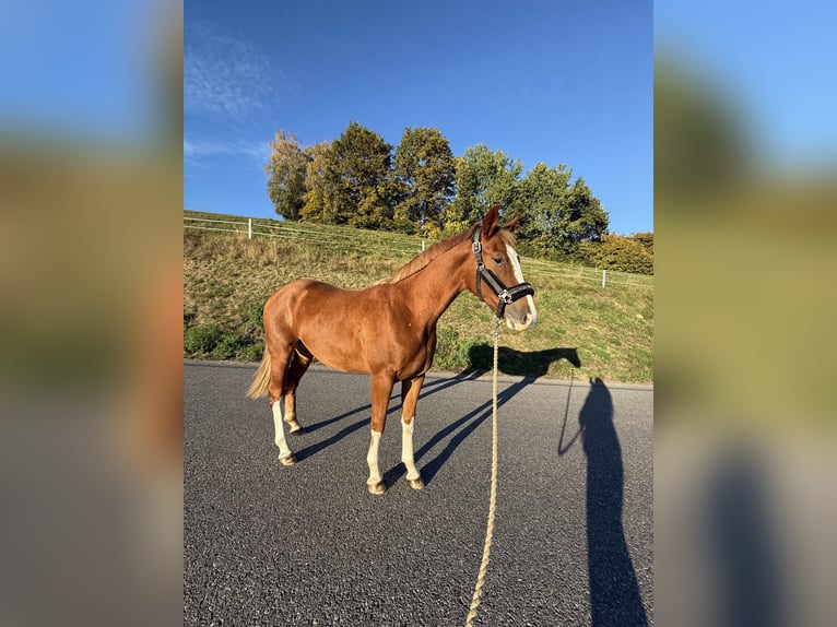Austrian Warmblood Gelding 3 years 15.2 hh Chestnut-Red in Spielberg
