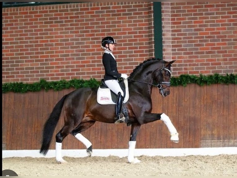 Austrian Warmblood Gelding 3 years 16.1 hh Bay-Dark in Schilderst. Paul
