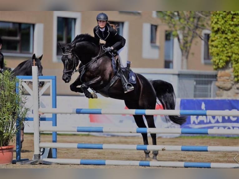Austrian Warmblood Gelding 3 years 16.1 hh Bay-Dark in Schilderst. Paul